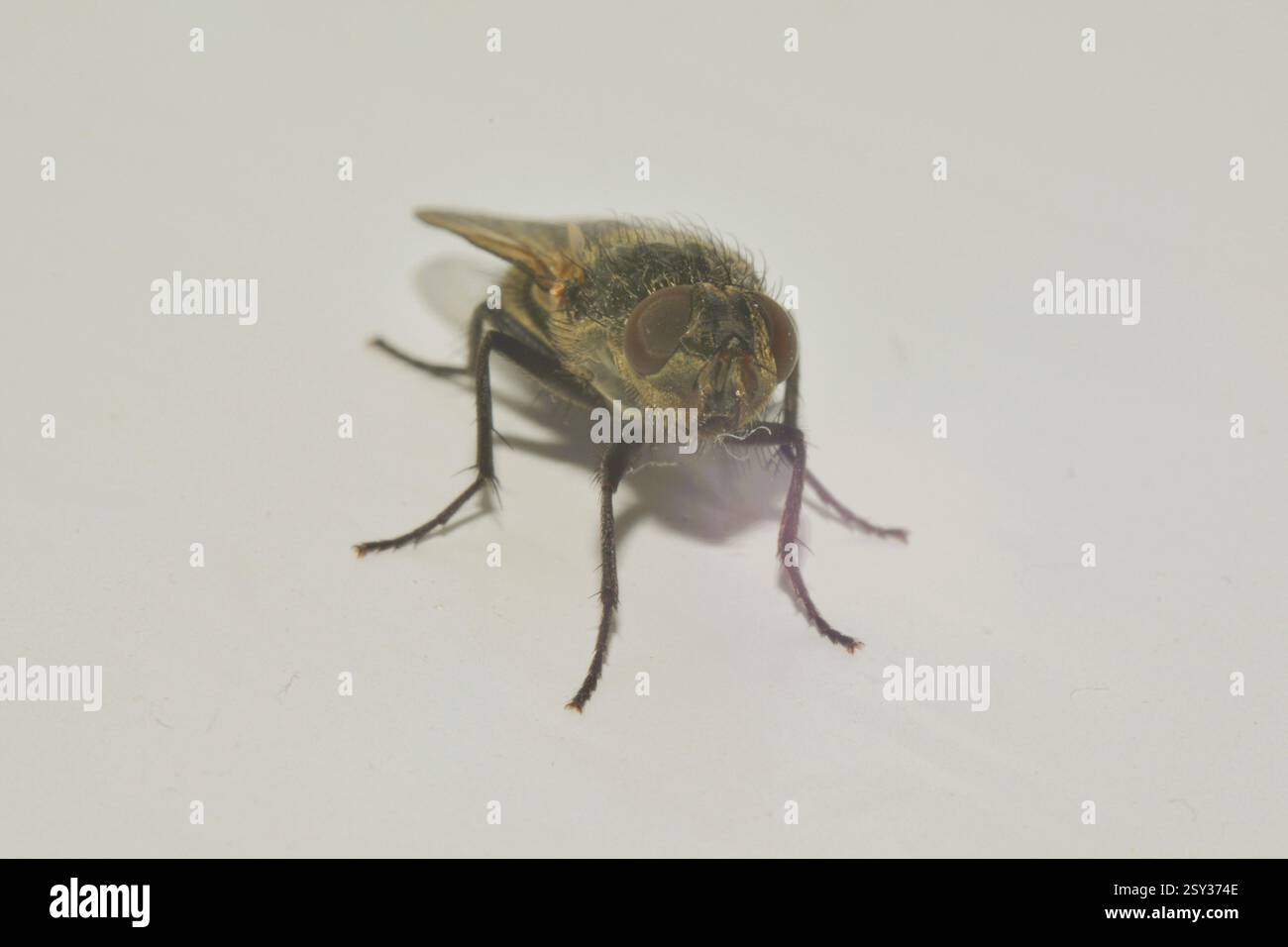 Gros plan d'une mouche commune sur un fond blanc. Banque D'Images