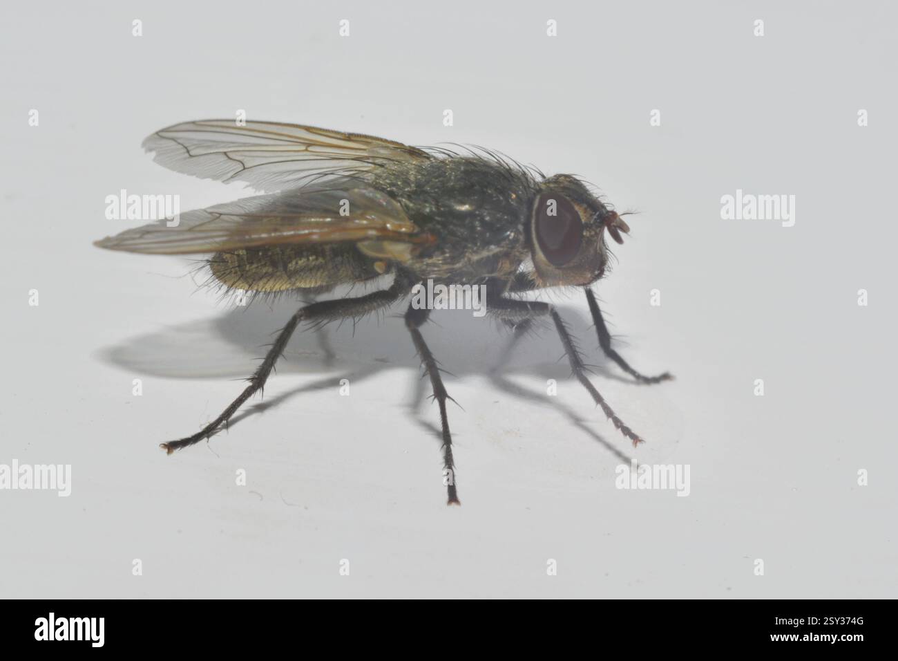 Gros plan d'une mouche commune sur un fond blanc. Banque D'Images