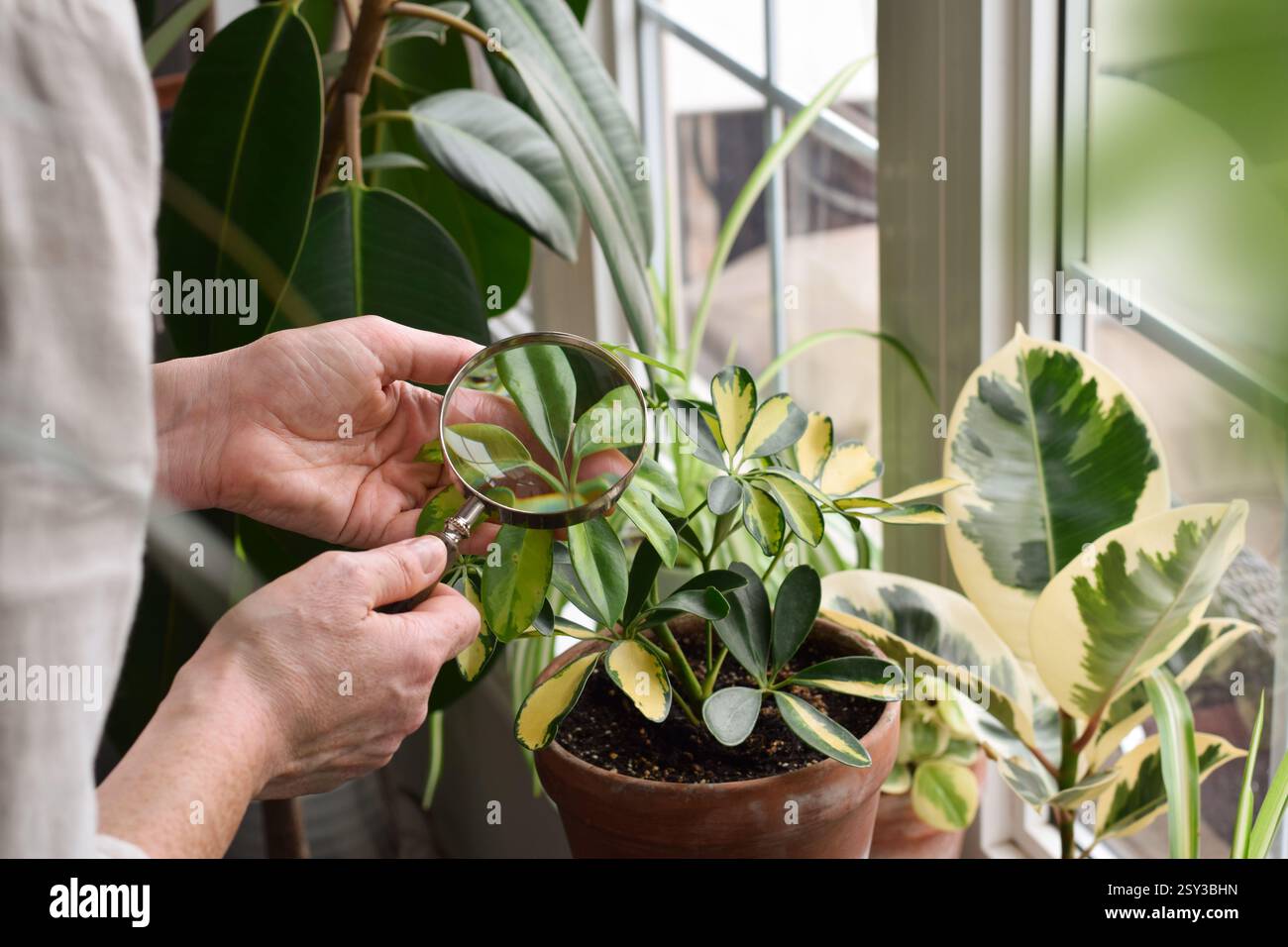 La femme examine les feuilles de la plante d'intérieur schefflera pour les parasites et les maladies à l'aide d'une loupe Banque D'Images