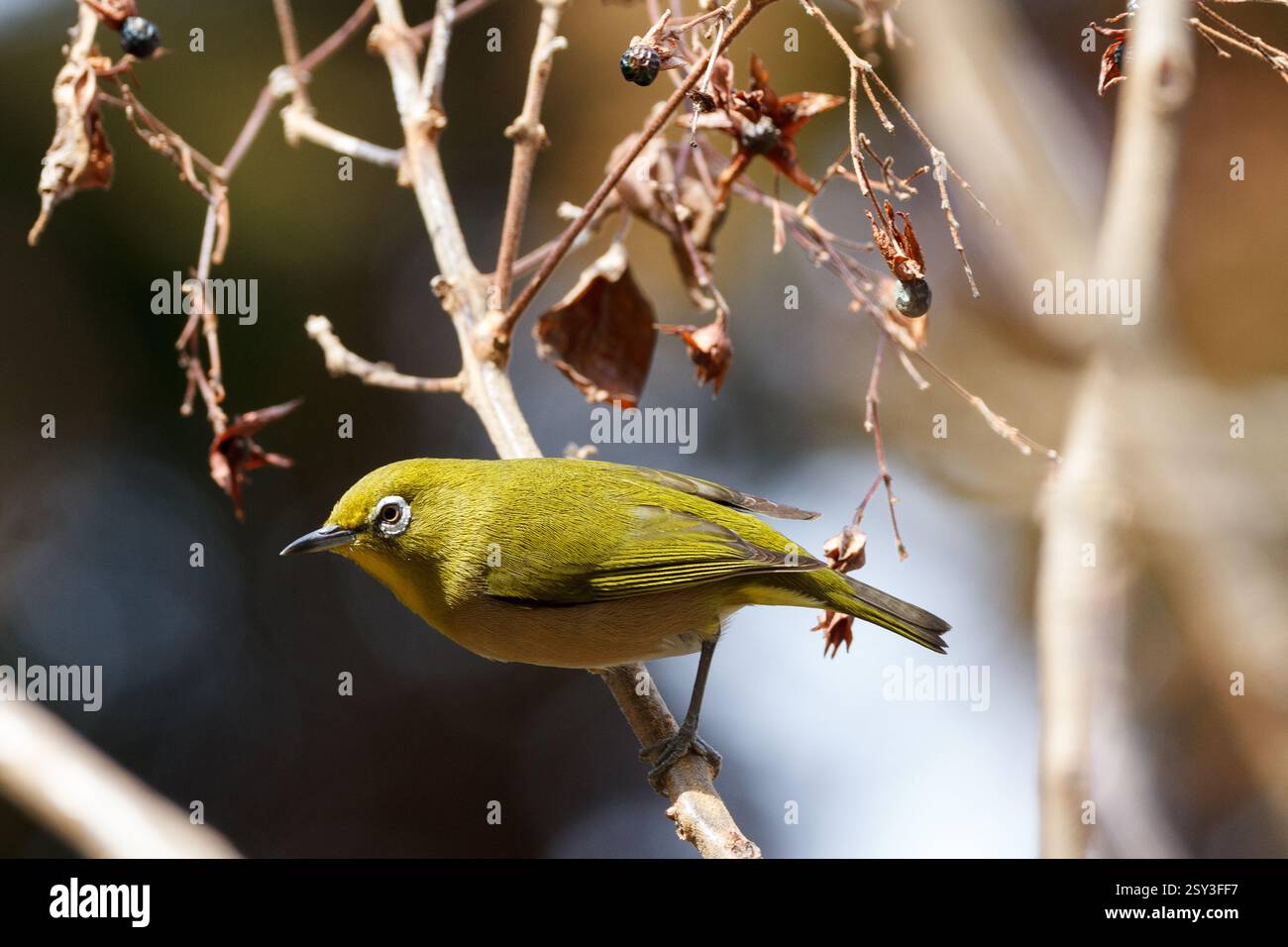Oiseau japonais ou de montagne aux yeux blancs (Zosterops japonicus) perché sur les branches d'un arbre dans un parc à Kanagawa, au Japon. Banque D'Images