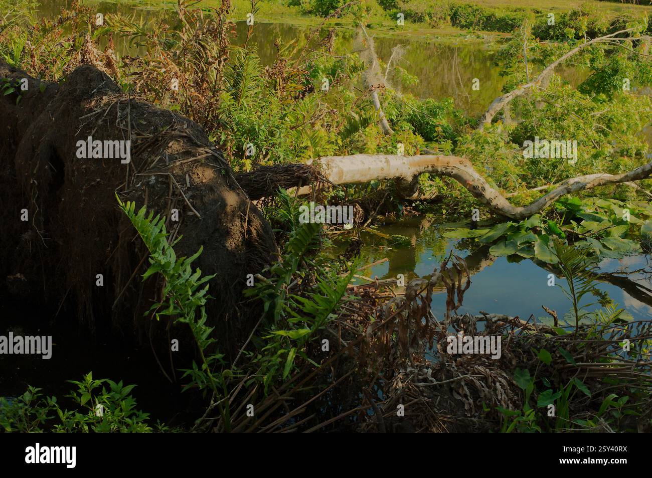 Vue large arbre déraciné et saleté noire tirée vers le haut à gauche. Menant dans l'eau bleue. Parc naturel arbres verts et reflets. Lumière du soleil éclatante o Banque D'Images
