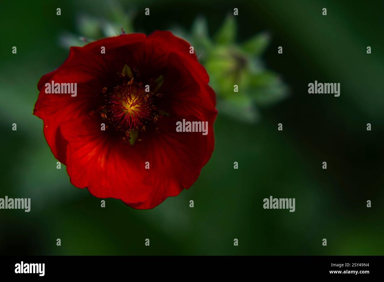 Gros plan d'une fleur rouge éclatante dans un écrin de verdure naturel Banque D'Images