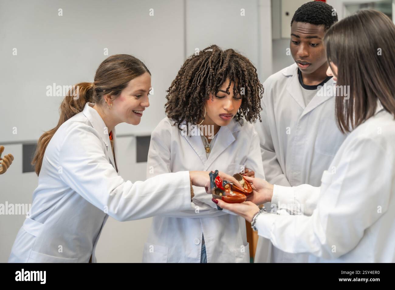 Groupe diversifié d'étudiants en médecine examinant un modèle de coeur humain, apprenant l'anatomie dans un cadre universitaire Banque D'Images