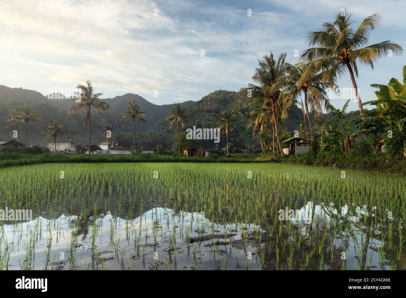Rizières agricoles rurales, cocotiers et paysage tropical pittoresque du village d'Amed sur l'île de Bali, district de Karangasem Banque D'Images