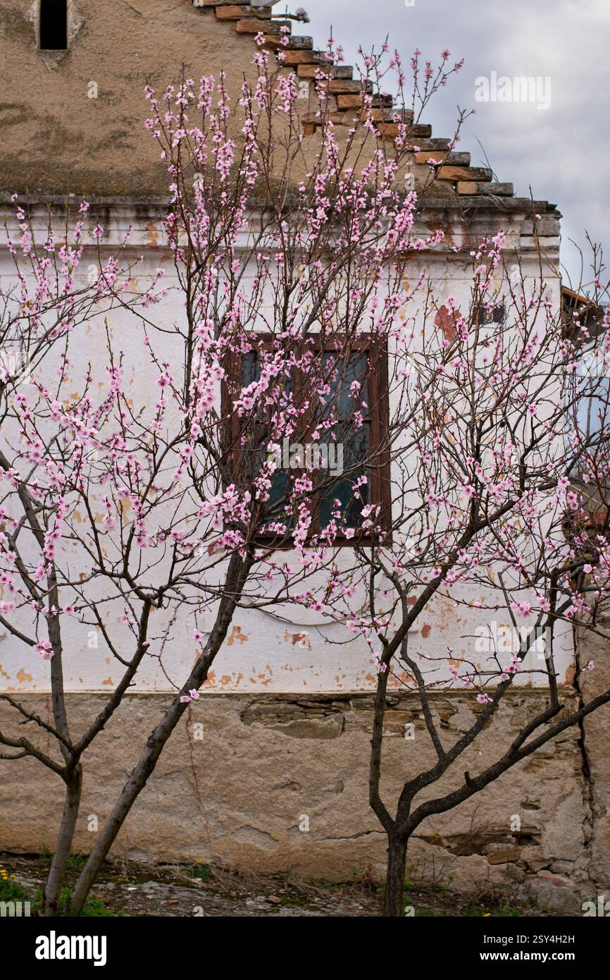 Arbres roses en fleurs devant une petite vieille maison blanche dans la Serbie rurale au printemps Banque D'Images
