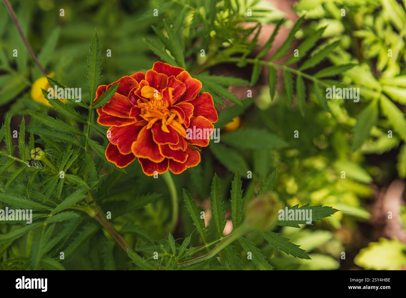 Profitez d'un barbecue d'été animé avec du saumon frais et de la truite, grillés à la perfection et rehaussés de saveurs fumées. Un grand rassemblement pour la famille A. Banque D'Images
