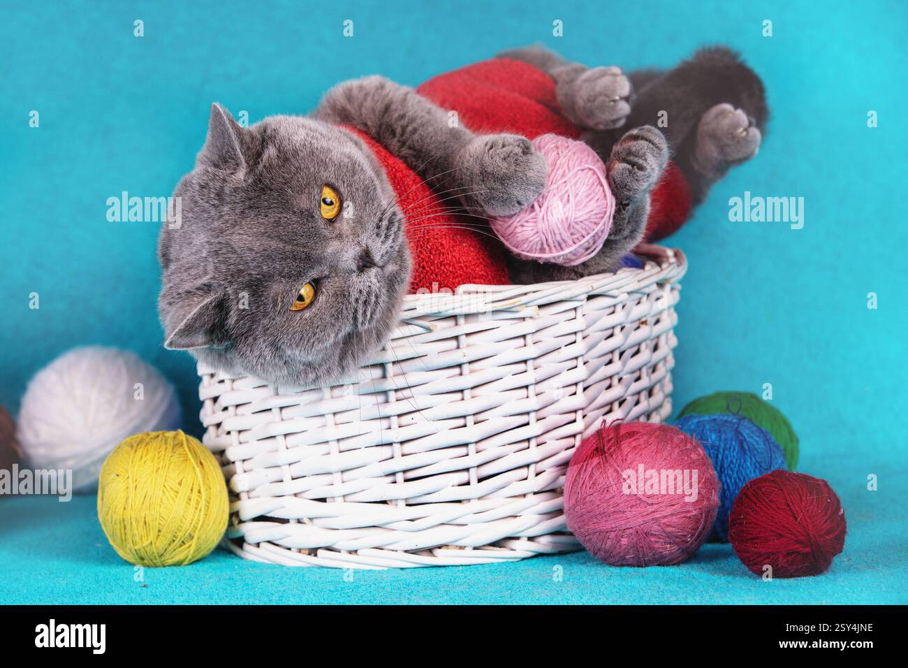 Un drôle de chat bleu shorthair britannique se trouve dans un panier et joue avec une boule rose de laine Banque D'Images