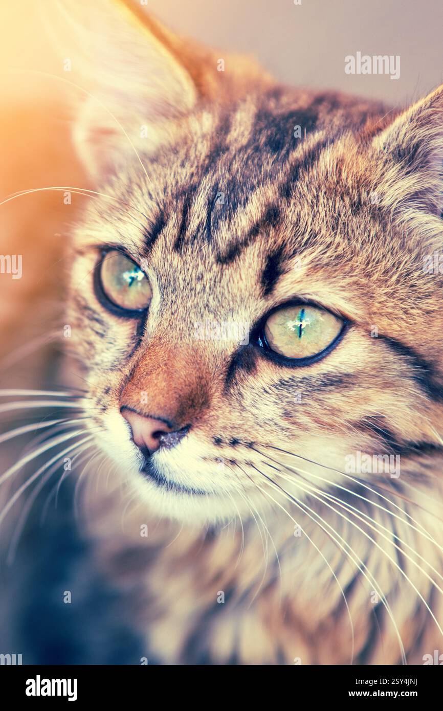 Portrait de chaton mignon image verticale Banque D'Images