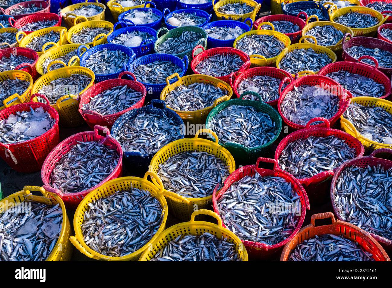 Les poissons fraîchement pêchés sont placés dans des paniers en plastique sur la plage de Mui ne, Mũi né. Banque D'Images