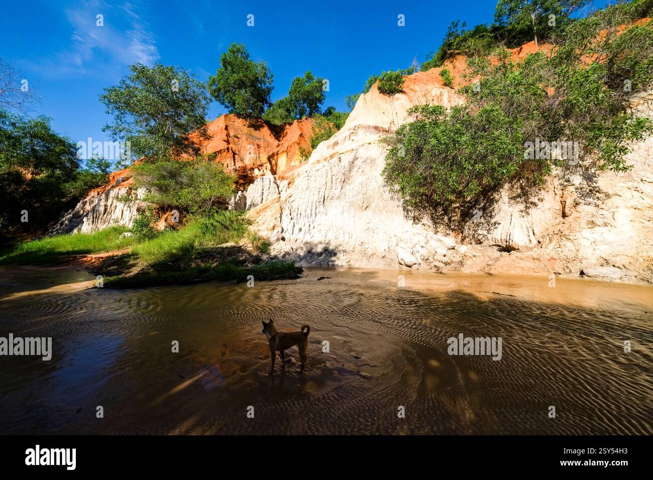 Falaises de couleur orange et blanche avec de petits arbres dans le petit canyon Fairy Stream, Suoi Tien, Suối Tiên près de Mui ne, Mũi né, un chien se tient dans le Wat Banque D'Images