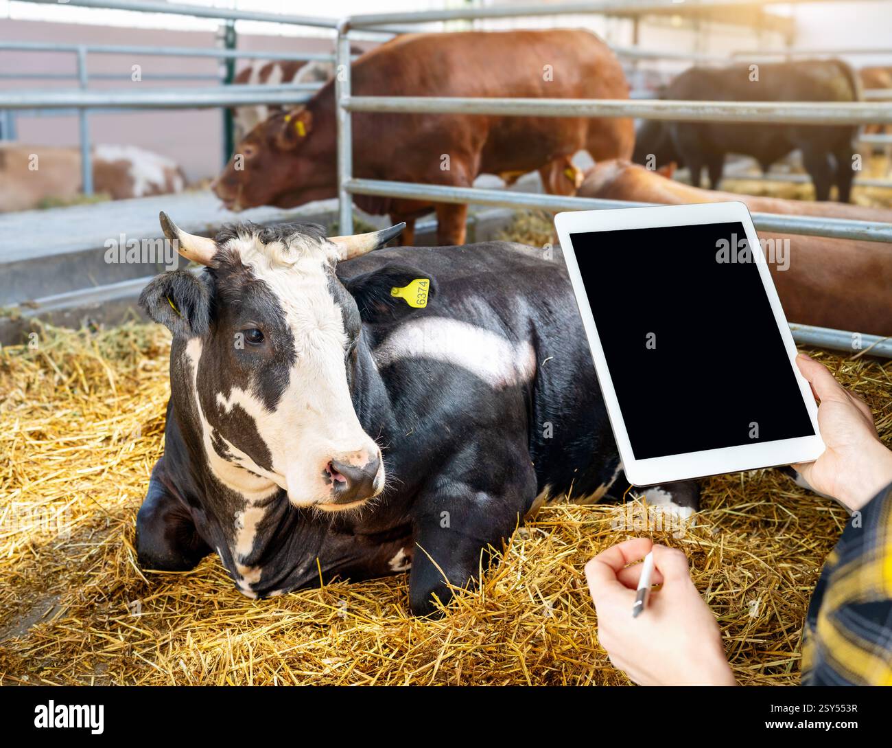 Ouvrier agricole tenant une tablette numérique avec un écran vierge devant un taureau dans une ferme d'élevage. Banque D'Images