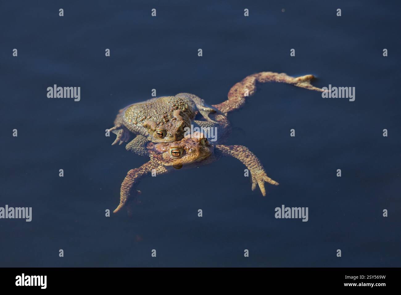 Gros plan sur le couplage de crapauds communs ou de crapauds européens (bufo bufo) à la surface d'un étang au printemps, Helsinki, Finlande. Banque D'Images