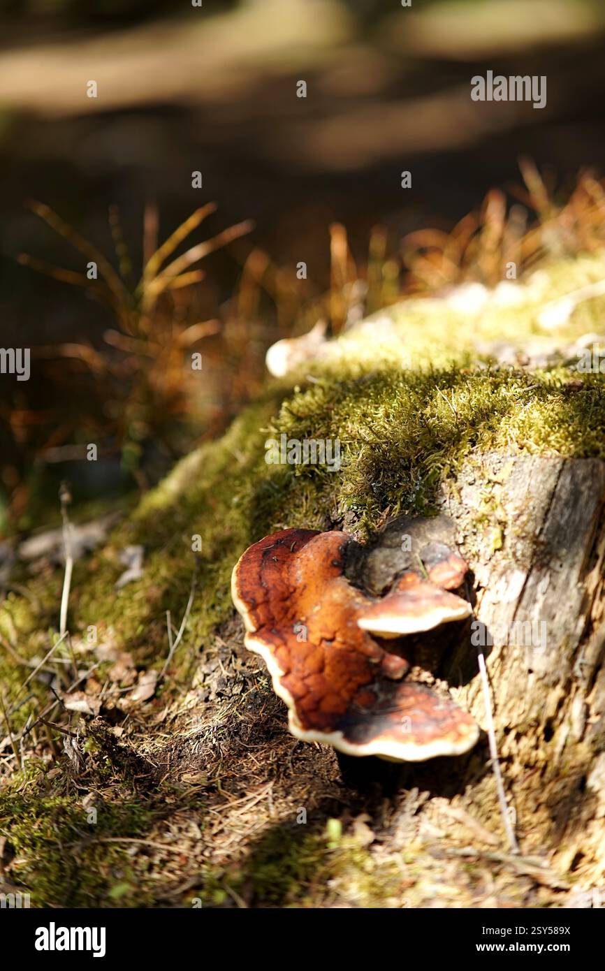 Le champignon ensoleillé pousse sur une souche d'arbre moussue. Cette image est idéale pour décrire la météo, les activités de plein air, le tourisme et les thèmes liés à la biodiversité. Banque D'Images