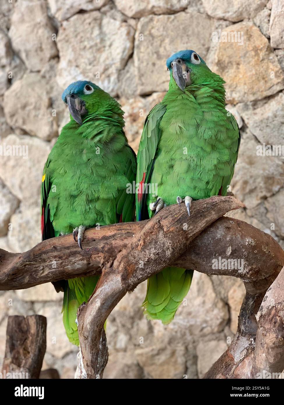 Deux perroquets verts éclatants perchés sur une branche de bois rustique contre un mur de pierre texturé, mettant en valeur leurs magnifiques couronnes bleues et leurs accents d'ailes rouges. - Image de stock capturée avec un smartphone
