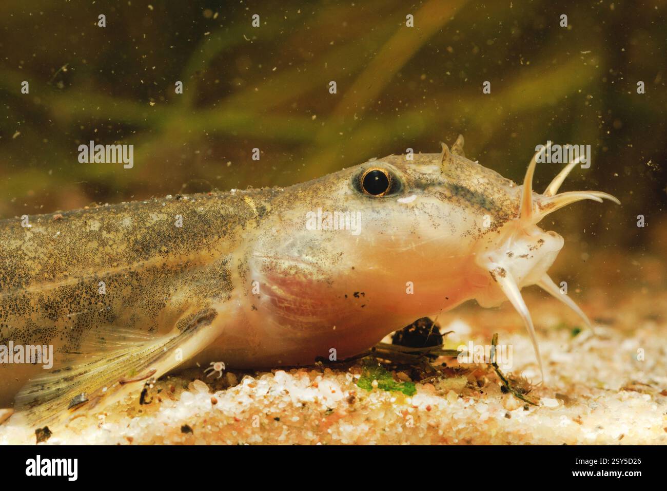 Loche de pierre (Noemacheilus barbulatus, Barbatula barbatula, Nemacheilus barbatulus), bâillant sur sol sablonneux, avec baleens étendus, Allemagne Banque D'Images