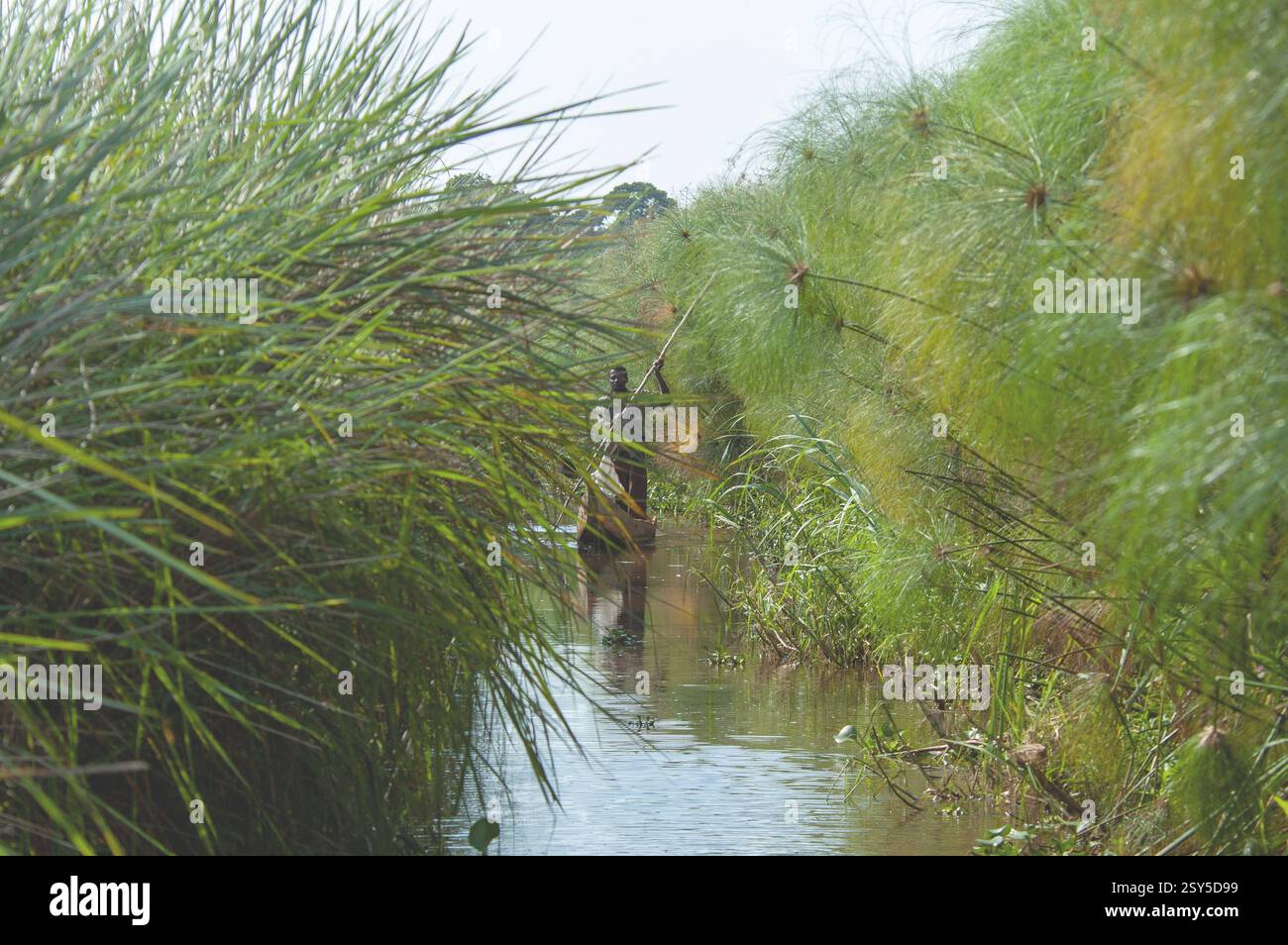 Canoë dans la baie envahie de Mabamba, Ouganda, Viktoriasee Banque D'Images