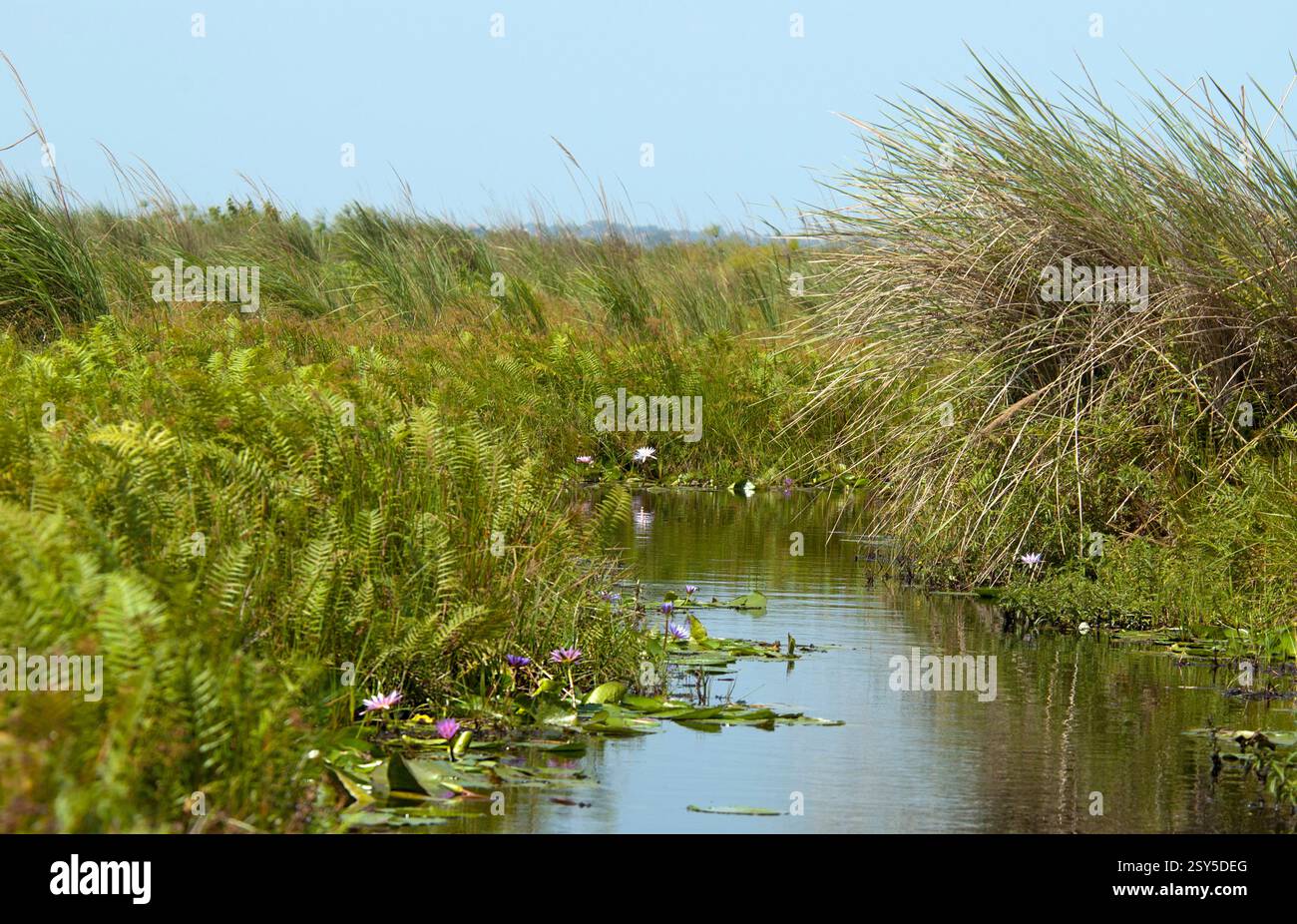 Paysage de la baie de Mabamba, Ouganda, Viktoriasee Banque D'Images