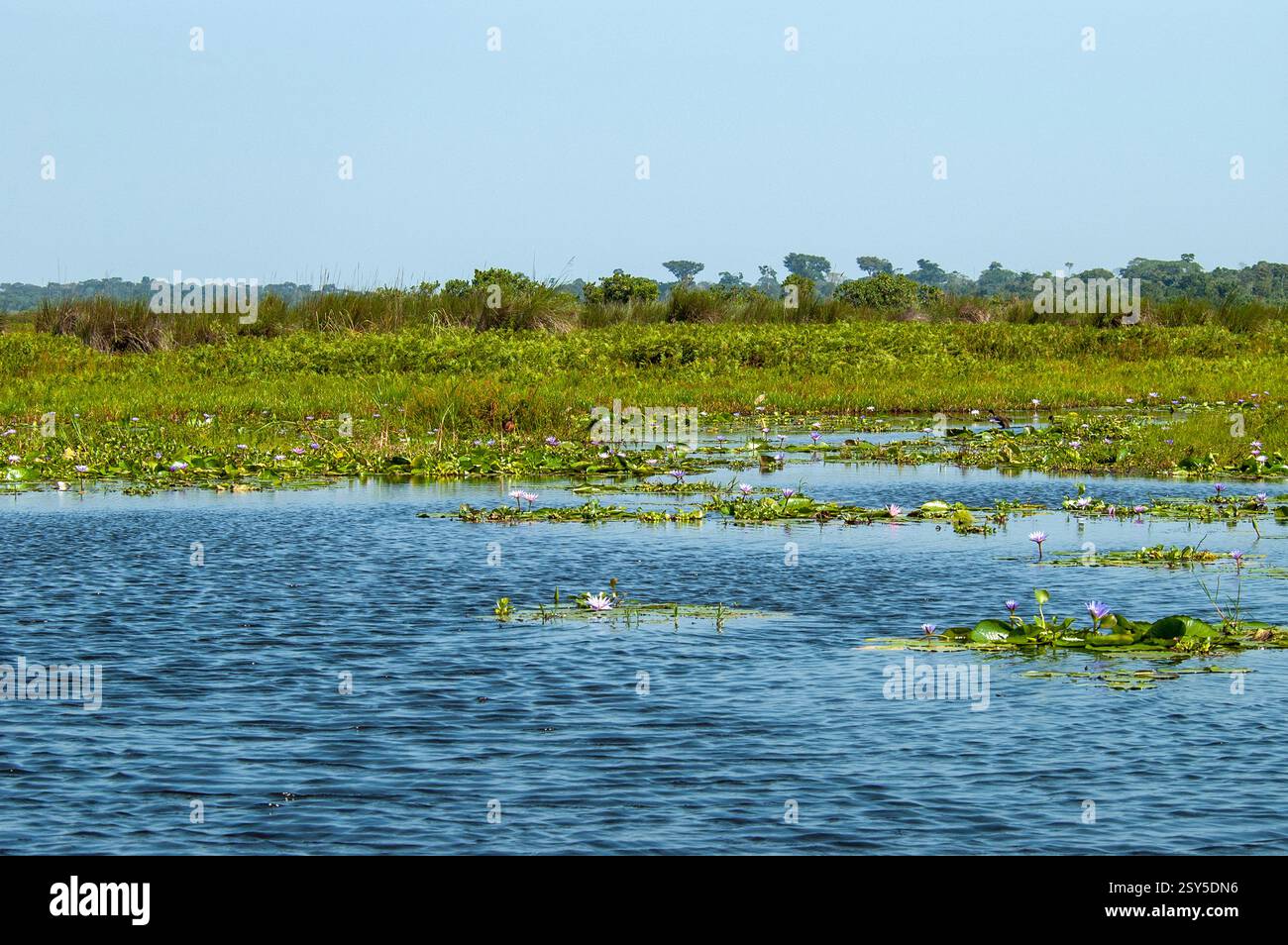 Paysage de la baie de Mabamba, Ouganda, Viktoriasee Banque D'Images