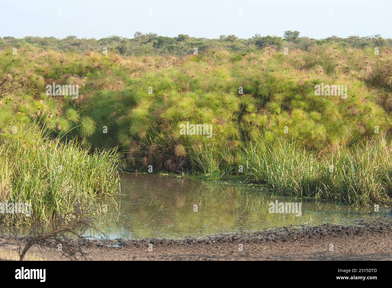 Paysage de la baie de Mabamba, Ouganda, Viktoriasee Banque D'Images