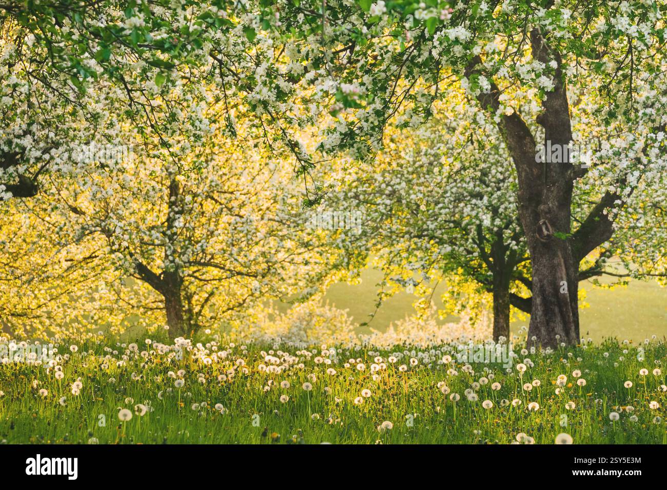 pommier (Malus domestica), pommiers en fleurs au milieu des pissenlits dans le contre-jour du soir, Suisse, Thurgau Banque D'Images
