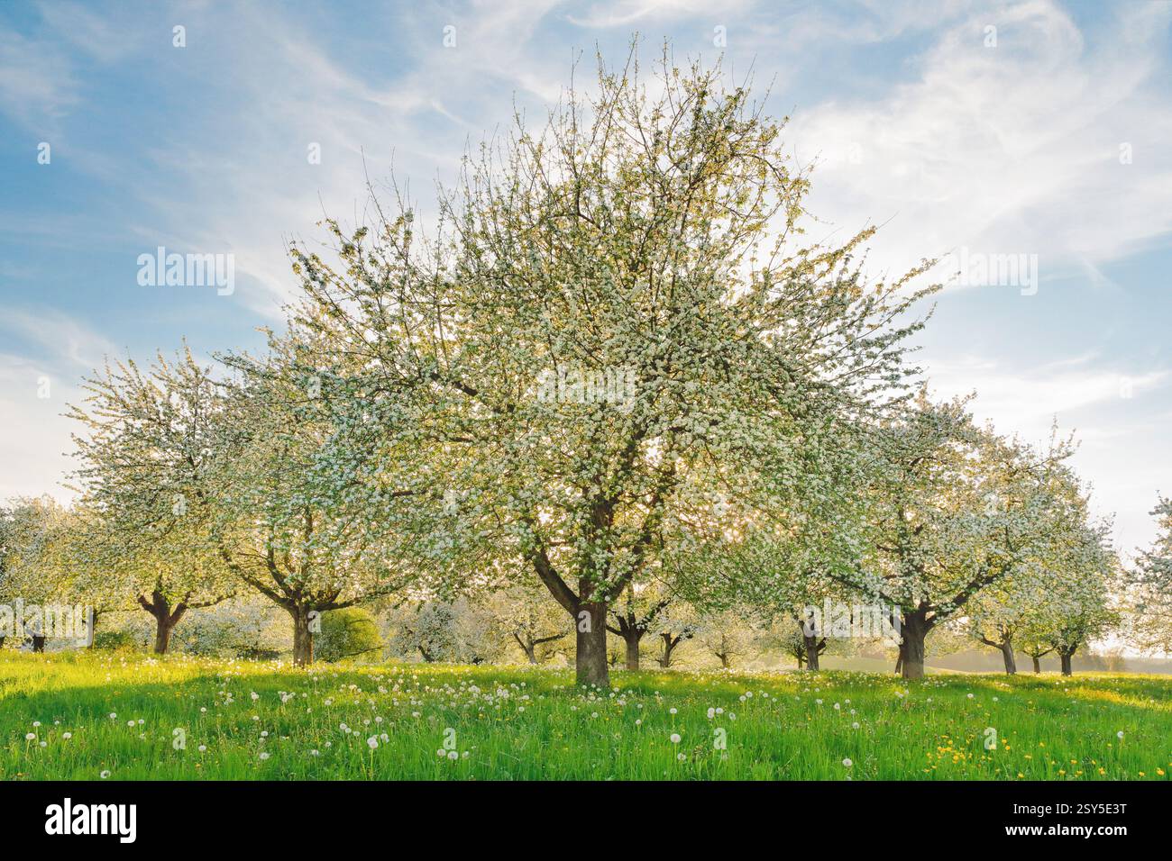 pommier (Malus domestica), pommiers en fleurs au milieu des pissenlits dans le contre-jour du soir, Suisse, Thurgau Banque D'Images