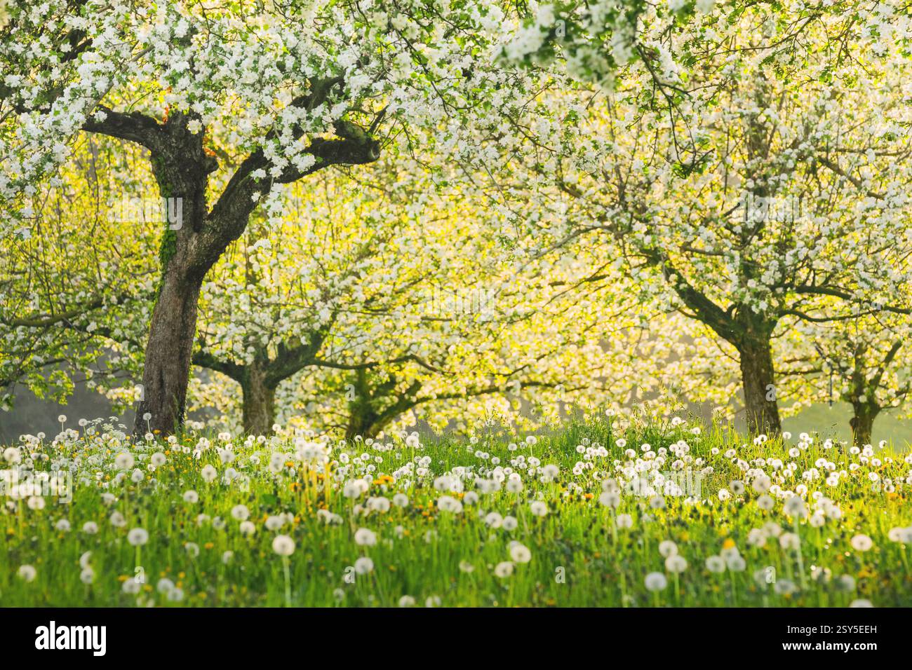 pommier (Malus domestica), pommiers en fleurs au milieu des pissenlits dans le contre-jour du soir, Suisse, Thurgau Banque D'Images