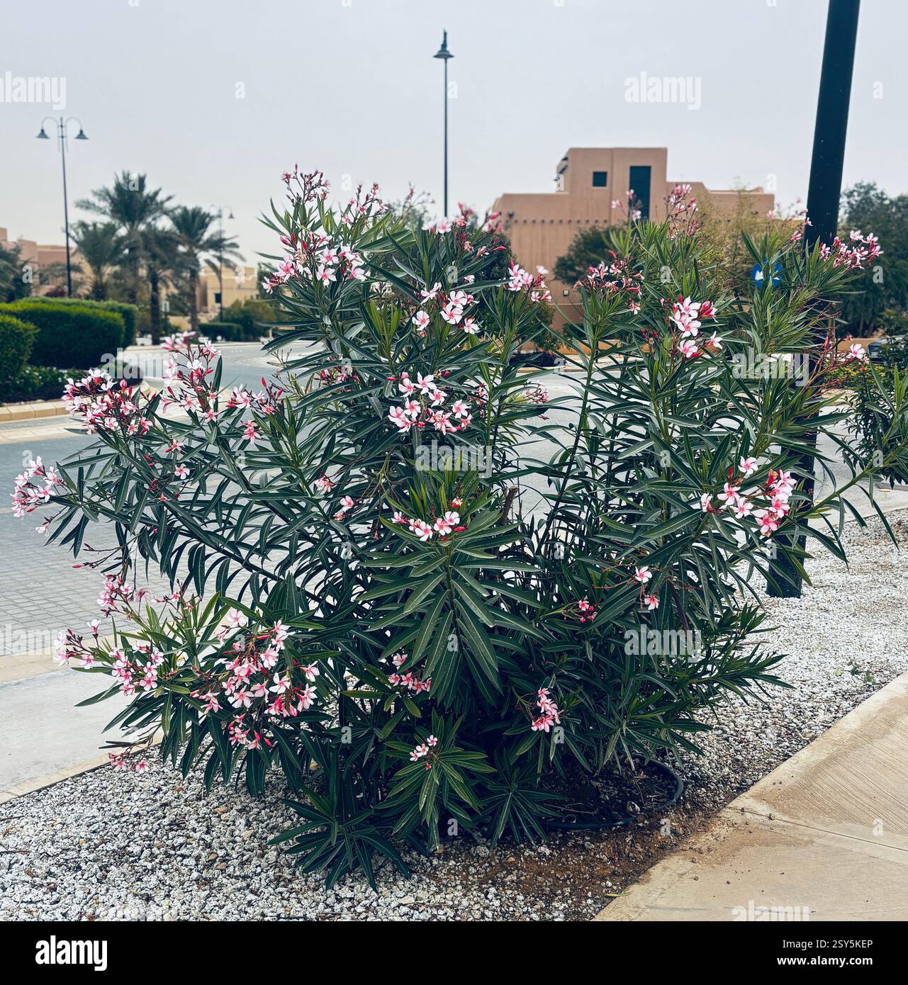 Plante à fleurs- fleurs roses- jardin extérieur plante ornementale -laurier rose Nerium - Image de stock capturée avec un smartphone