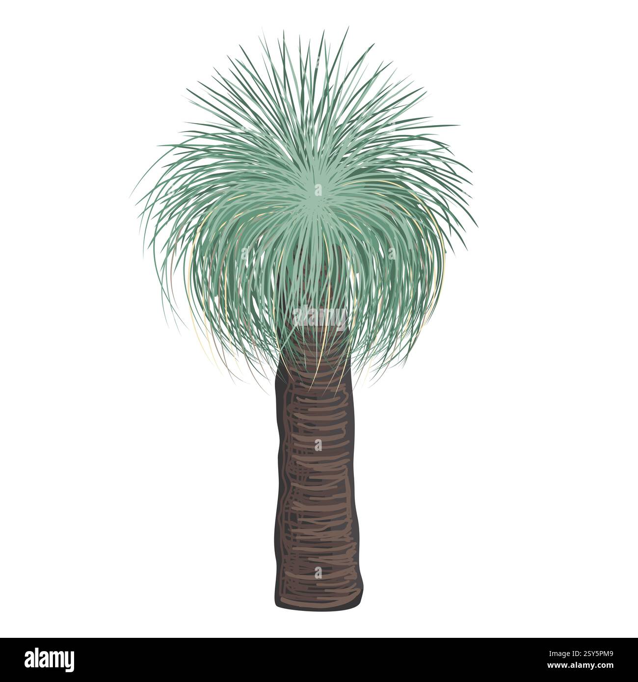 Illustration isolée de vecteur d'arbre de Xanthorrhoea. L'arbre à herbe, élément de la flore australienne indigène Illustration de Vecteur Illustration isolée de vecteur d'arbre de Xanthorrhoea. L'arbre à herbe, élément de la flore australienne indigène Illustration de Vecteur
