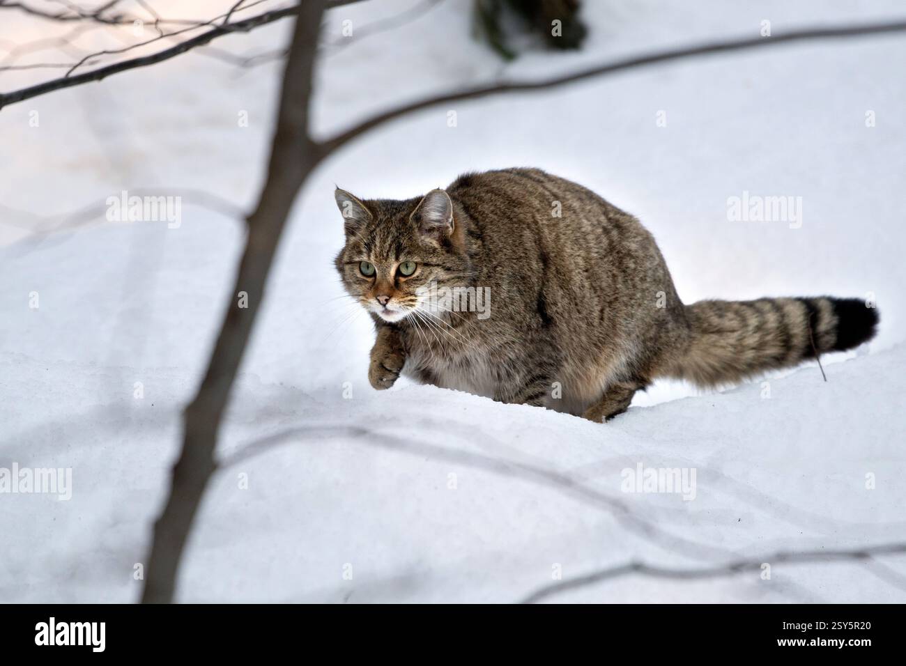 Wildkatze im Schnee, Wildcat dans la neige Banque D'Images