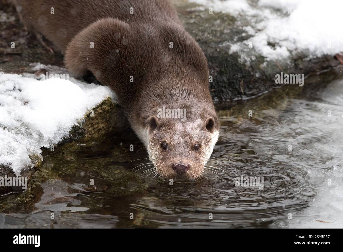 Fischotter, Loutre Banque D'Images