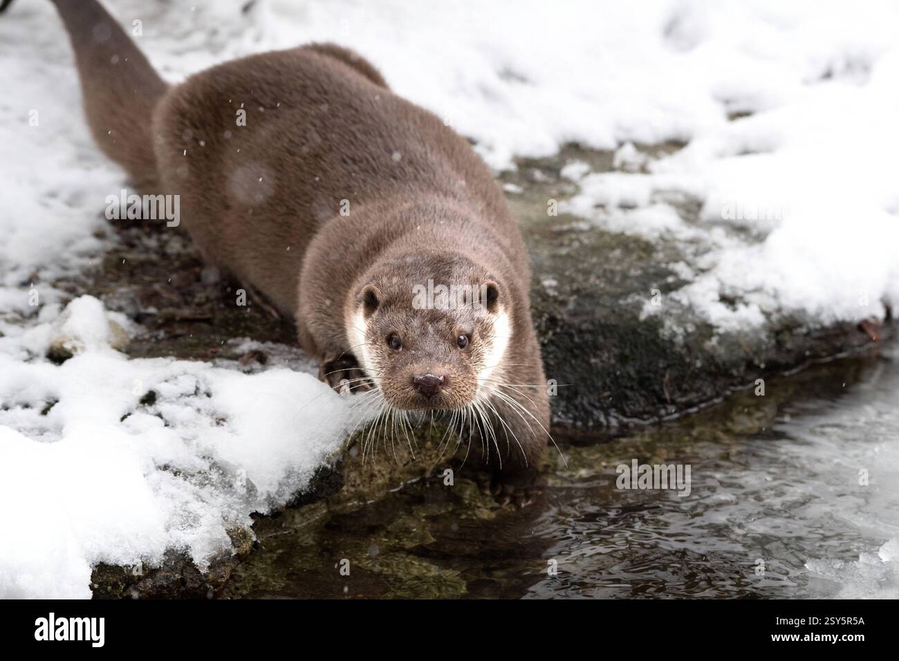 Fischotter, Loutre Banque D'Images