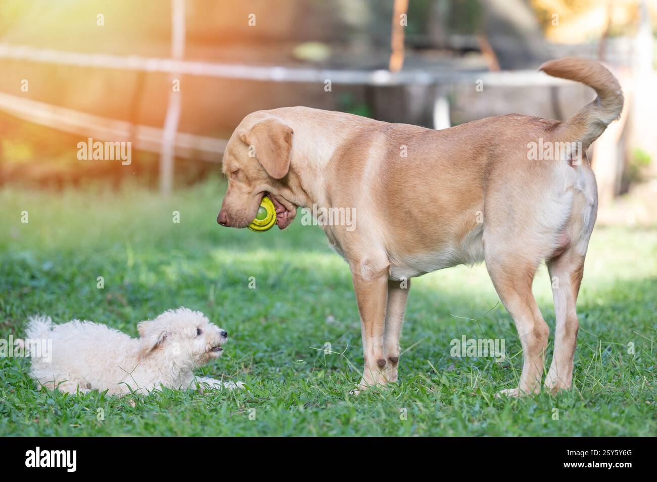 Deux chiens jouent sur la pelouse verte dans le parc le jour ensoleillé lumineux Banque D'Images