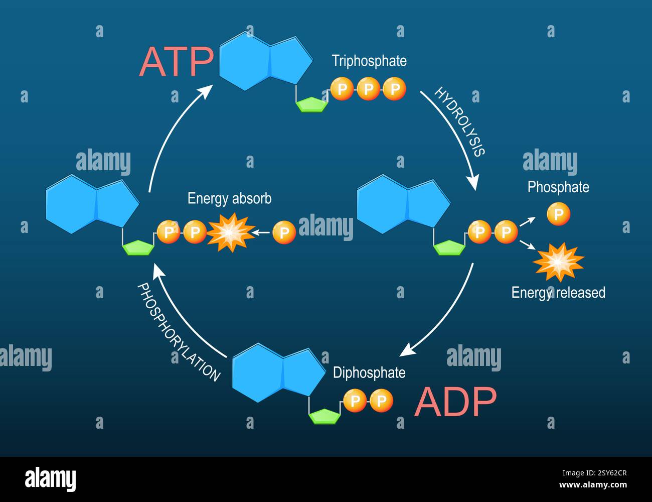 ATP cycle ADP. Molécules d'adénosine triphosphate ATP et d'adénosine diphosphate ADP. Formule structurelle chimique moléculaire et modèle. Énergie cellulaire. K Illustration de Vecteur