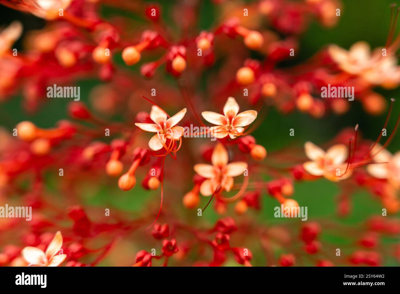 Fleur de pagode (Clerodendrum paniculatum) fleurs en rouge et blanc éclatant Banque D'Images