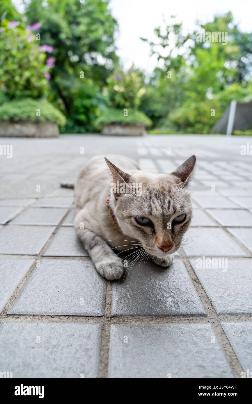 Adorable chat aux yeux bleus relaxant sur des carreaux de pierre dans le jardin vert luxuriant Banque D'Images