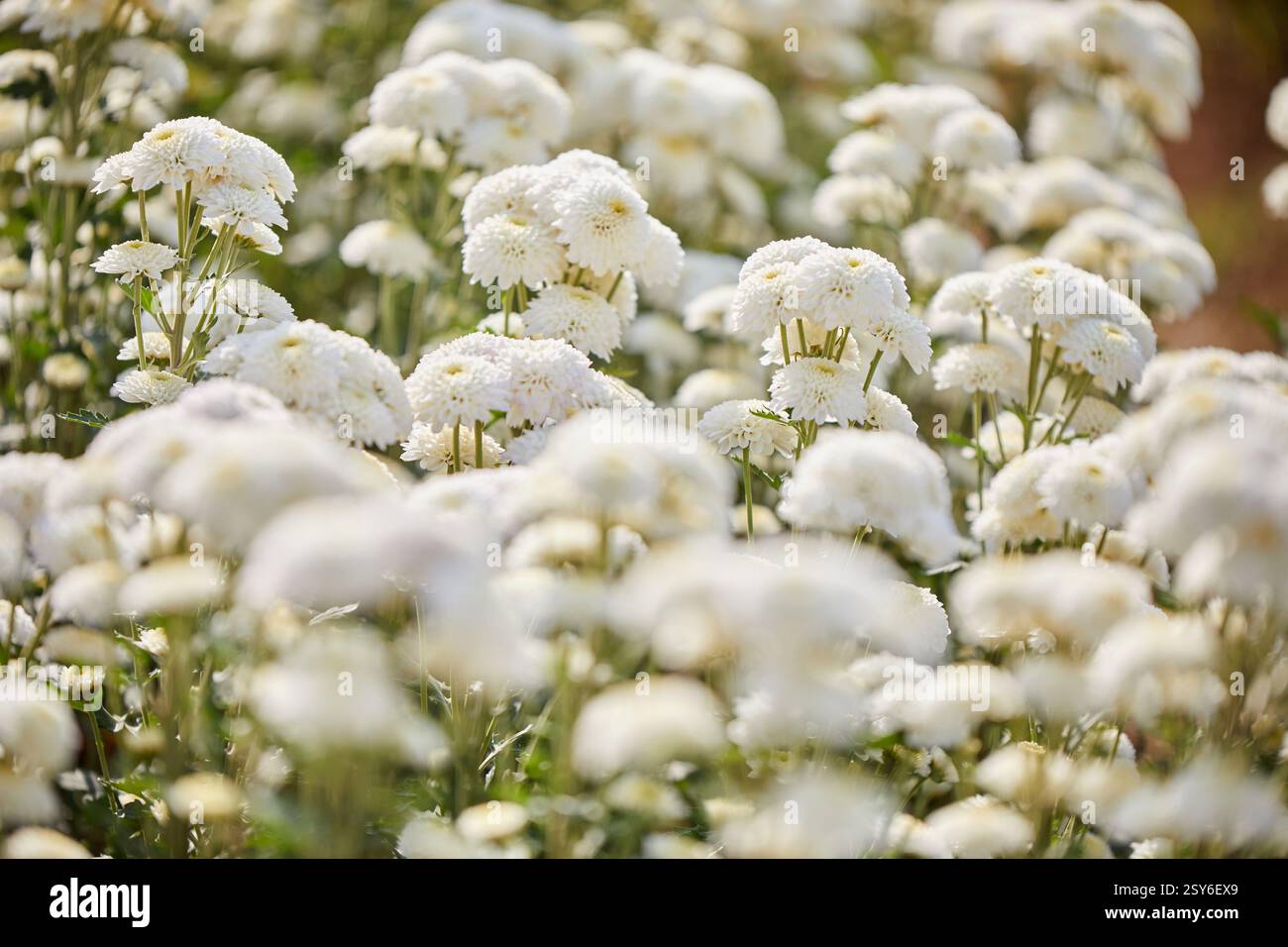 Gros plan de fleur blanche de chrysanthème fleurissant sur le champ Banque D'Images
