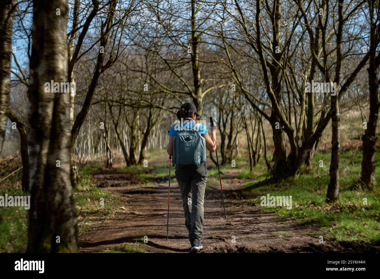 Randonneur marche le long d'un chemin bordé d'arbres tenant deux bâtons de randonnée. Banque D'Images