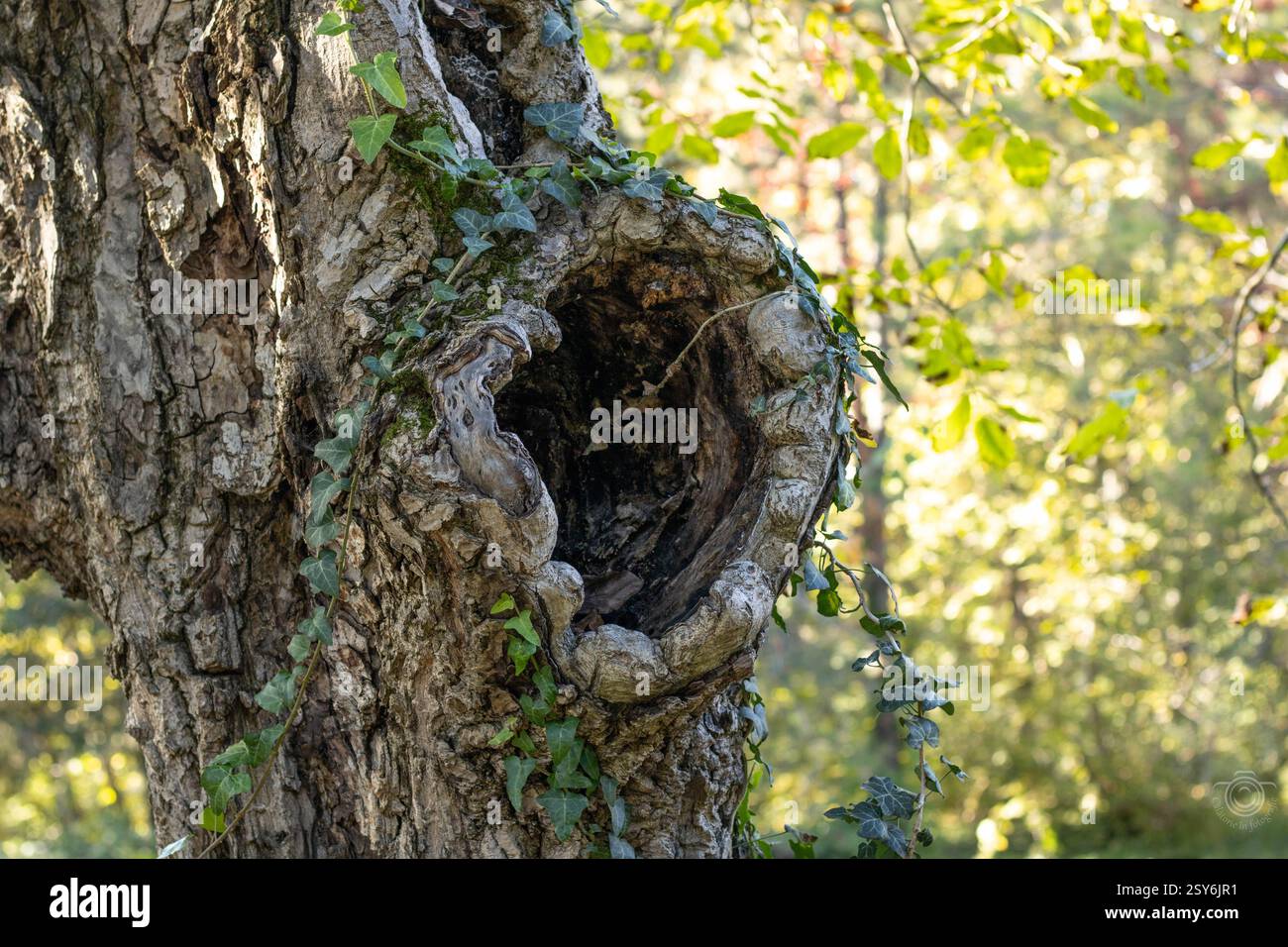 grand creux dans un arbre, entouré de plantes grimpantes vertes, sur un fond de feuille floue, sert d'abri, de nid pour les petits animaux et les oiseaux Banque D'Images