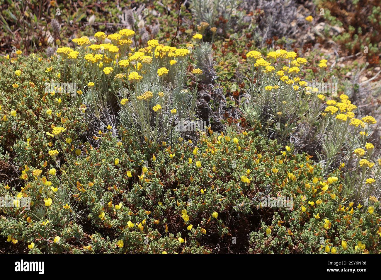 Flore méditerranéenne de la dune de Cresmina, restharrows (Ononis ramosissima) et cari (Helichrysum italicum picardi), Guincho, Portugal Banque D'Images