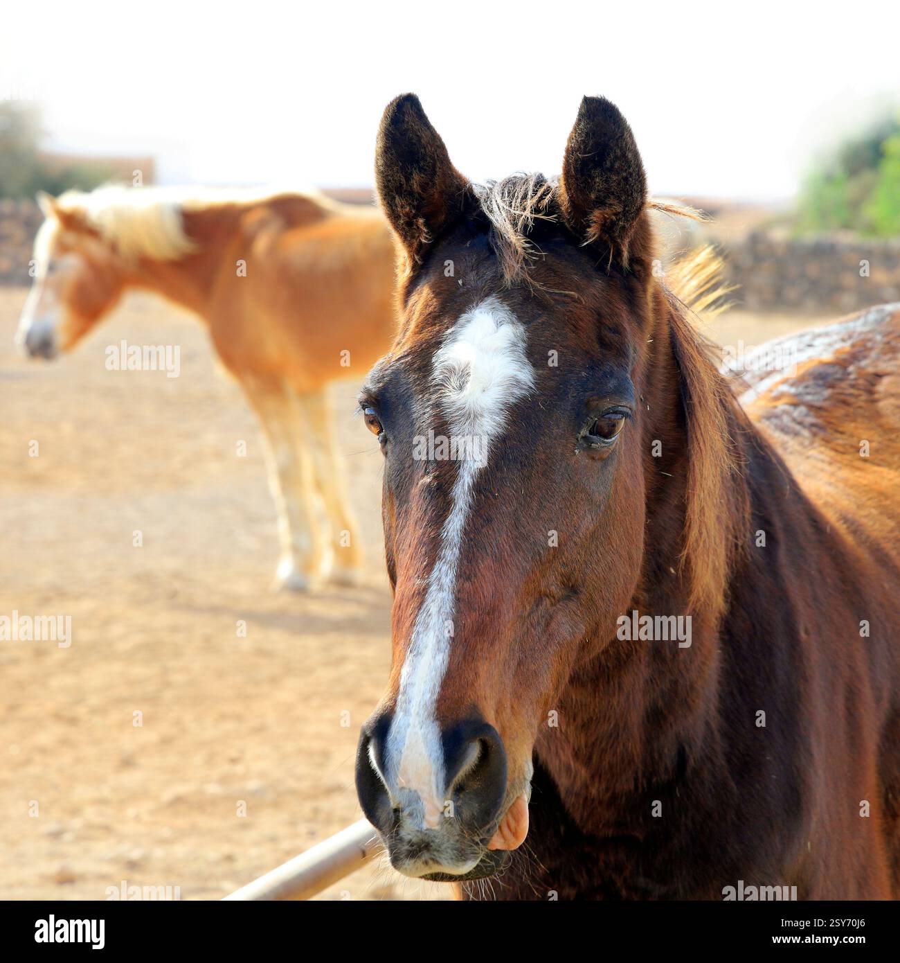 Sauvez des chevaux dans un centre équestre, Fuerteventura, Îles Canaries, Espagne. Prise en décembre 2024 Banque D'Images