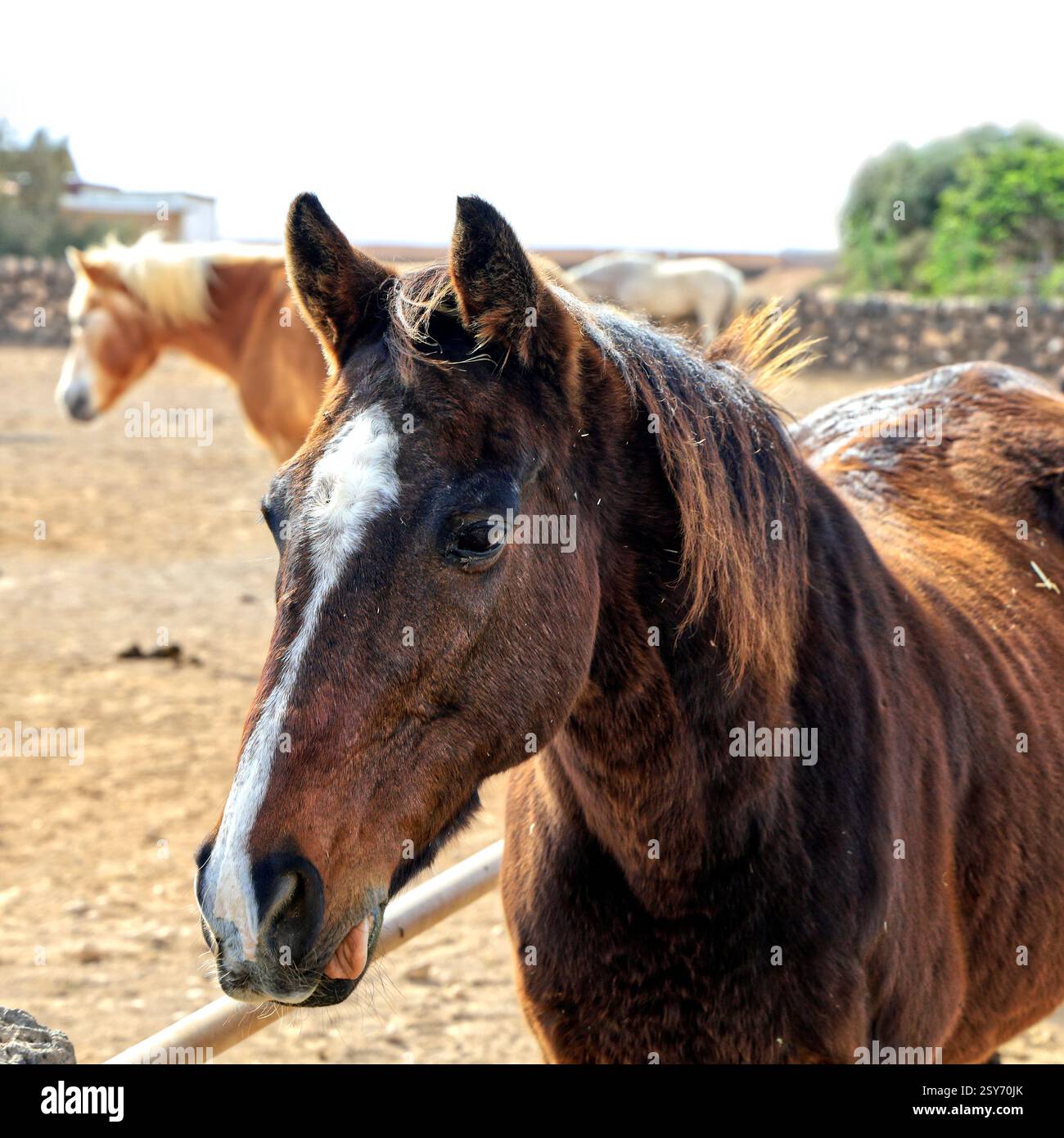Sauvez des chevaux dans un centre équestre, Fuerteventura, Îles Canaries, Espagne. Prise en décembre 2024 Banque D'Images