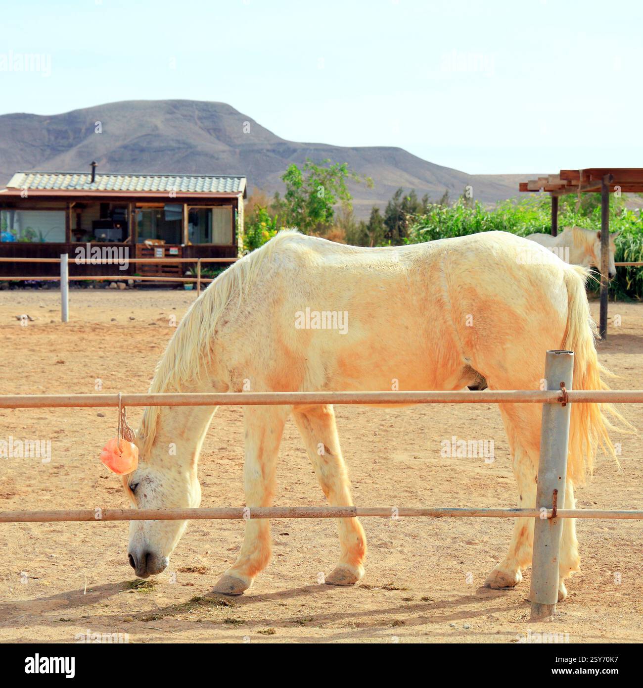 Sauvez des chevaux dans un centre équestre, Fuerteventura, Îles Canaries, Espagne. Prise en décembre 2024 Banque D'Images