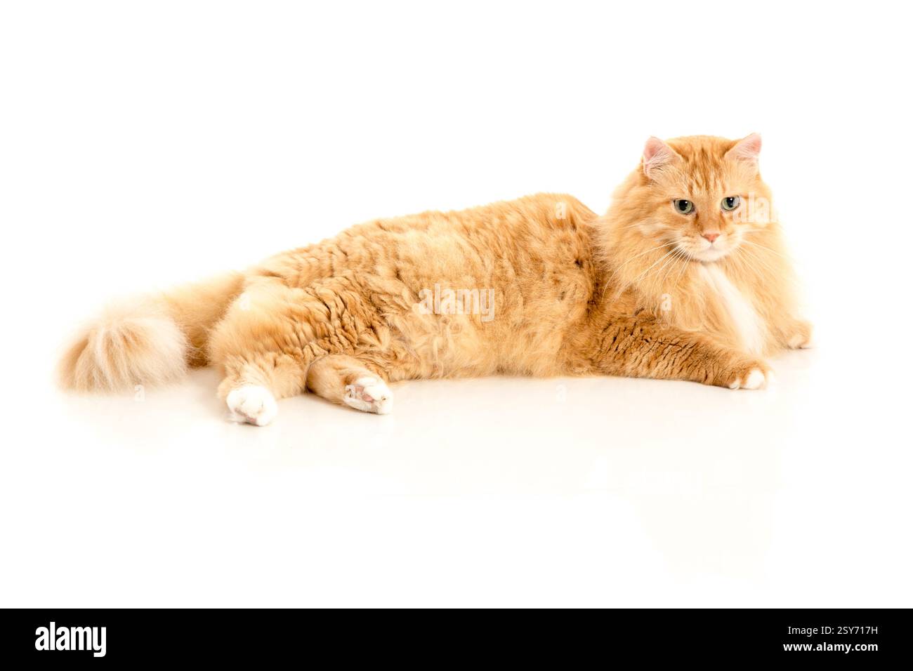 Chat est allongé sur une surface blanche. Il est orange et blanc. Le chat a un œil bleu Banque D'Images