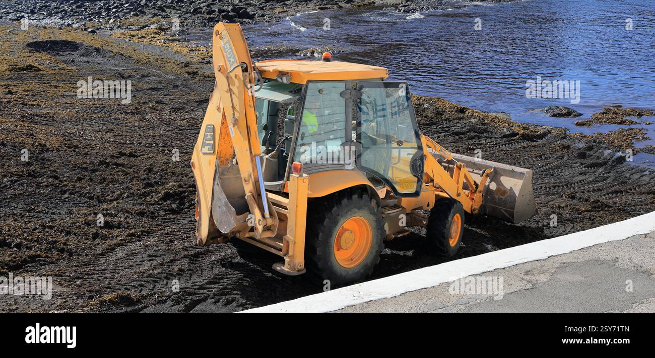Jaune JCB enlevant les algues sargasses nuisibles de la plage de la ville, El Cotillo, Fuerteventura, Îles Canaries, Espagne. Prise 2024 Banque D'Images