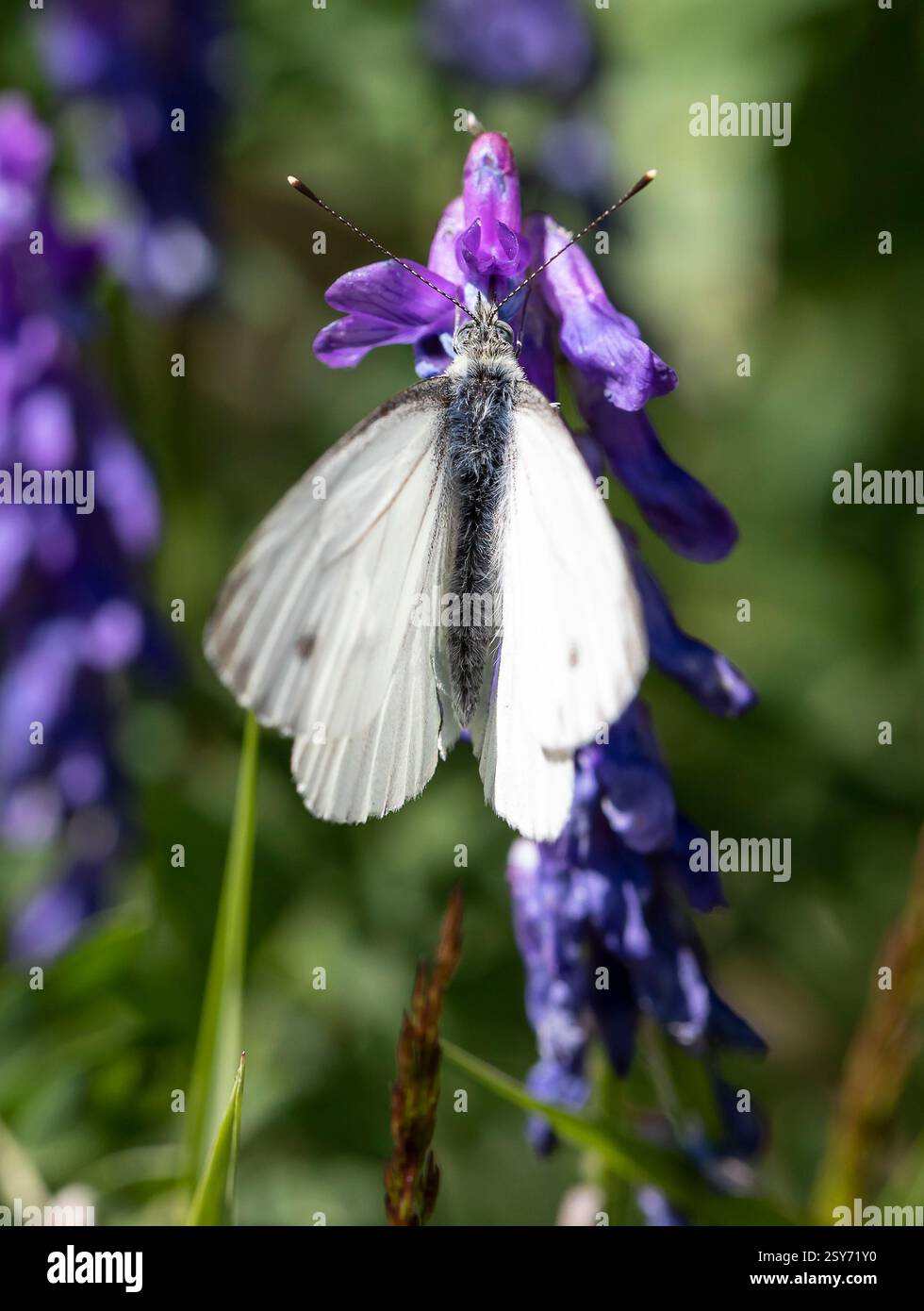 Blanc veiné vert sur Bird Vetch Banque D'Images