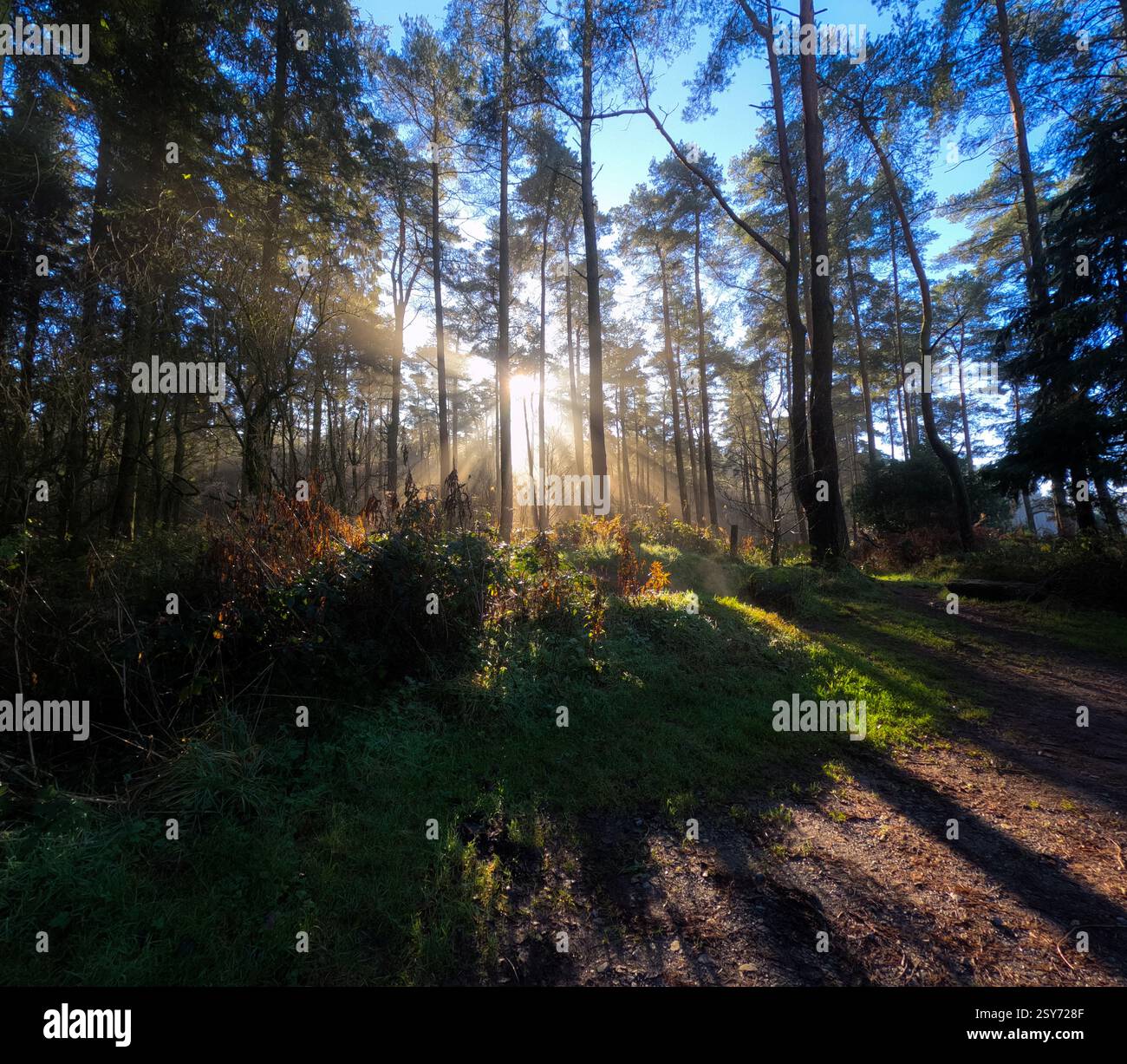 Faisceaux de lumière un jour brumeux dans une forêt dans les collines de Mendip, Somerset, Angleterre Banque D'Images