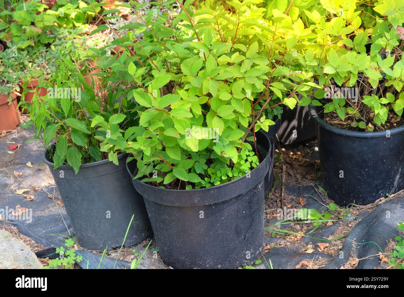 Bush Seedlings est en vente dans la boutique verte. Semis en pots sur le marché local. Variété de plantes. Cottage jardin. Banque D'Images