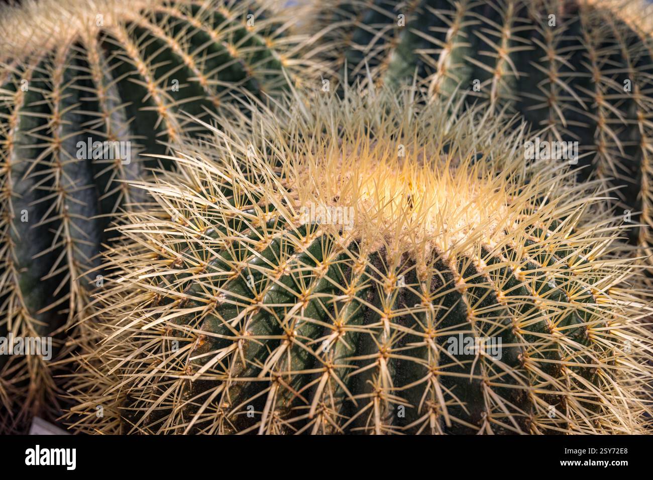 Cactus de tonneau doré (Kroenleinia grusonii) Banque D'Images