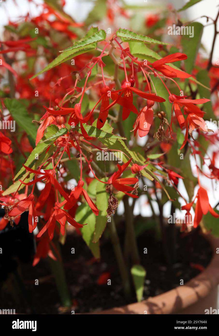 Hybride Begonia 'Bossa Nova Orange', Begonia boliviensis, Begoniaceae. Bolivie, Amérique du Sud. Begonia boliviensis est une plante de la famille des bégonia. Banque D'Images
