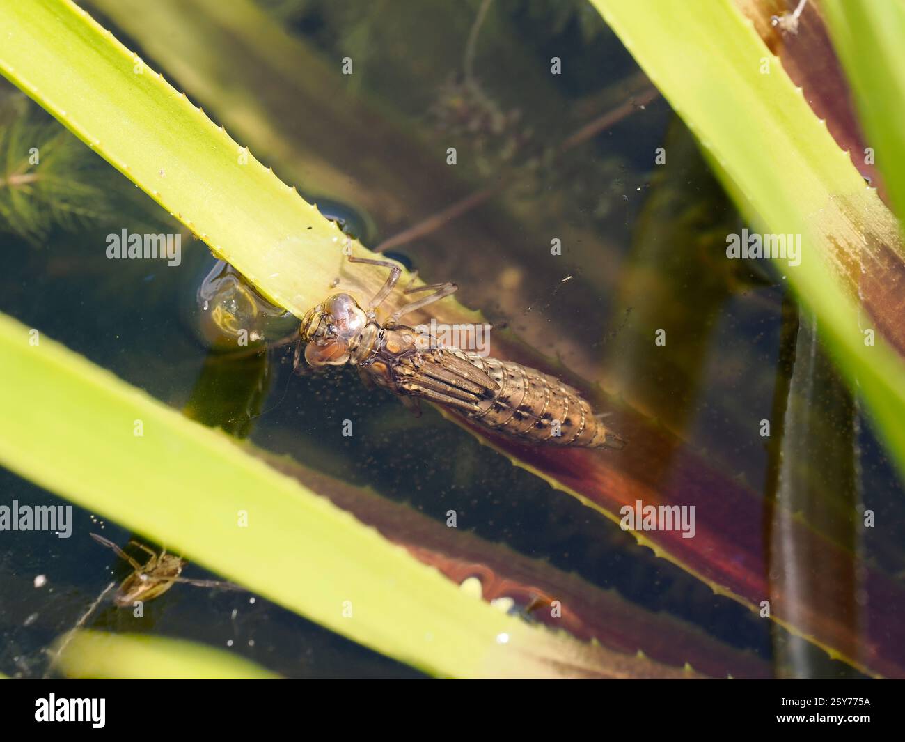 Libellule Hawker du Sud (Aeshan cyanea) larve entièrement cultivée reposant à la surface de l'eau avant son émergence, Herefordshire, Angleterre, juillet Banque D'Images